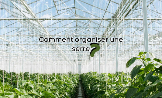 Comment organiser une serre ? 7 étapes faciles